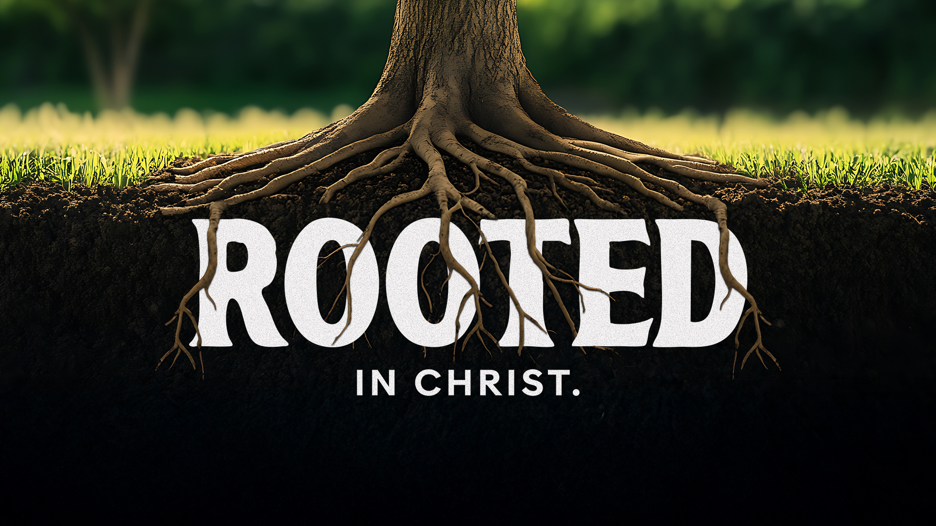 Cottonwood Creek - Rooted in Christ Series